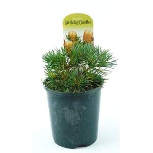 Банксія гарна - Шпилька банксія- Banksia spinulosa - Банксія гарна - Шпилька банксія- Banksia spinulosa -