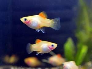 Пецілія ананасова 2-2.5см