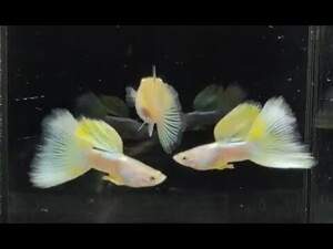 Гуппі PinguYellow 2-2.5см Гуппі PinguYellow 2-2.5см