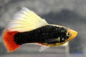 Пецілія Гавайська 2-2.5см Пецілія Гавайська 2-2.5см