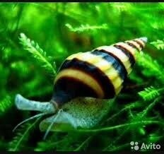 Равлик Хелена Равлик Хелена