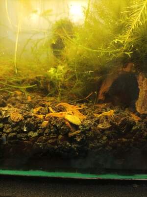 Криветка оранж Криветка оранж