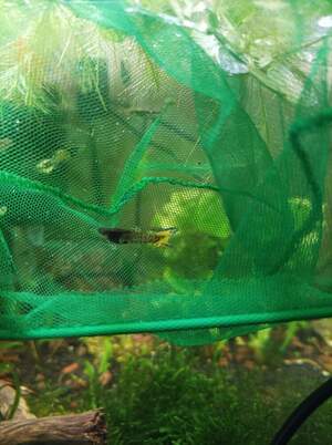 Гуппі тигрові 1.5-2см Гуппі тигрові 1.5-2см