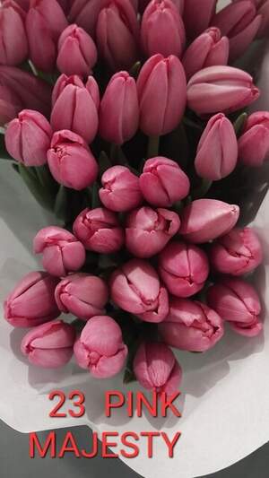 23 Pink Majesty
