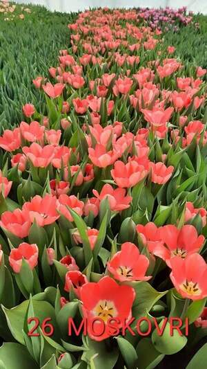 26 Moskovri
