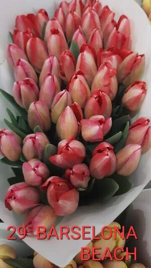 29 Barselona Beach