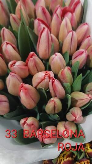 33 Barselona Roja