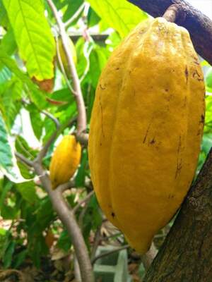 Какао або шоколадне дерево (Theobroma cacao) Какао або шоколадне дерево (Theobroma cacao)