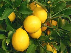 Лимон Мейєр (Citrus Limon Mejer) 3 роки Лимон Мейєр (Citrus Limon Mejer) 3 роки