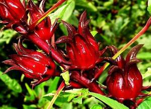 Гібіскус Каркаде або Hibiscus SABDARIFFA, Суданська троянда Гібіскус Каркаде або Hibiscus SABDARIFFA, Суданська троянда