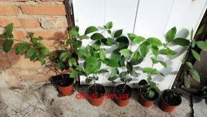 Лимон Мейер (Citrus Limon Mejer).Укоренённые саженцы. Лимон Мейер (Citrus Limon Mejer).Укоренённые саженцы.