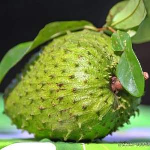Аннона муріката (Annona muricata) Guanabana/Graviola Аннона муріката (Annona muricata) Guanabana/Graviola