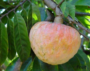 Аннона Ретикулата, (Annona reticulata) бичаче серце Аннона Ретикулата, (Annona reticulata) бичаче серце