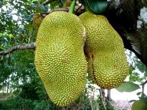 Джекфрут (Jackfruit) Джекфрут (Jackfruit)