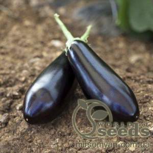 Баклажаны Шарапова F1. 100 семян. (Rijk Zwaan)