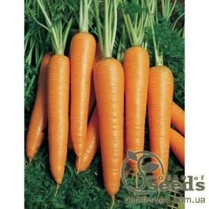 Морковь Вита Лонга 500 гр. (Bejo)