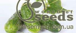 Огурец Октопус 500 семян. (Syngenta) Огурец Октопус 500 семян. (Syngenta)