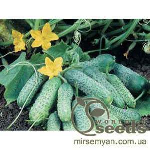 Огурец Пасамонте 500 семян. (Syngenta) Огурец Пасамонте 500 семян. (Syngenta)
