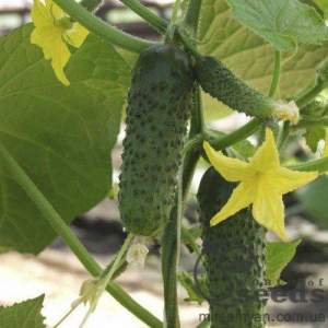 Огурец Альянс F1 250 семян. (Bejo)