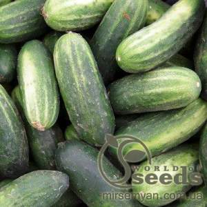 Огурец Пуччини F1 10г. (Rijk Zwaan)