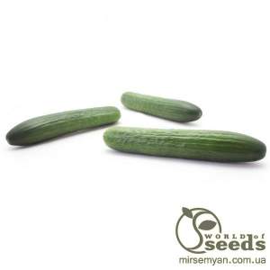 Огурец Яни F1 100О семян. (Rijk Zwaan) Огурец Яни F1 100О семян. (Rijk Zwaan)