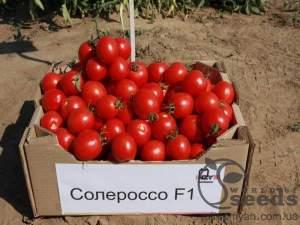 Помидоры Солероссо (драже) F1. 25 000 семян. (Nunhems) Помидоры Солероссо (драже) F1. 25 000 семян. (Nunhems)