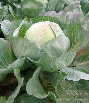 Капуста Селма F1 2500 семян.  (Rijk Zwaan)