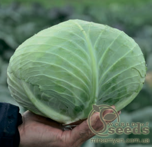 Капуста Джинтама F1 1000 семян.  (Rijk Zwaan)