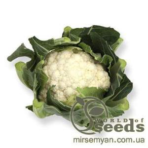 Капуста цветная Шамборд F1 1000 семян. (Rijk Zwaan)