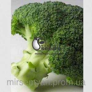 Капуста брокколи Агаси F1 2500 семян. (Rijk Zwaan)