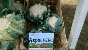 Капуста цветная Аэроспейс F1, 2500 семян. (Syngenta) Капуста цветная Аэроспейс F1, 2500 семян. (Syngenta)