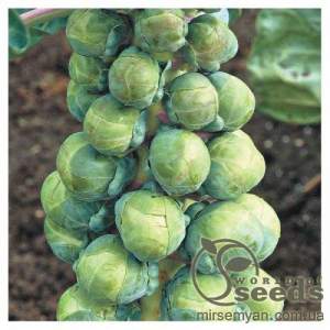 Капуста брюссельская Абакус F1,  2500 семян. (Syngenta)