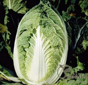 Капуста пекинская Эмико F1 2500 семян. (Bejo)
