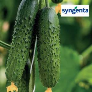 Огурец Спино 500 семян. (Syngenta) Огурец Спино 500 семян. (Syngenta)