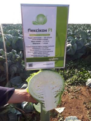 Капуста Лексикон 2500 семян. (Syngenta) Капуста Лексикон 2500 семян. (Syngenta)