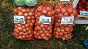 Лук Братко 250 000 семян. (Syngenta) Лук Братко 250 000 семян. (Syngenta)