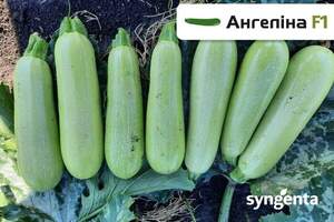 Кабачок Ангелина 500 семян. (Syngenta) Кабачок Ангелина 500 семян. (Syngenta)