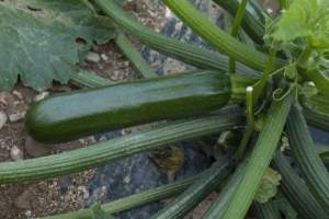 Кабачок Супремо F1 1000 семян. (Syngenta) Кабачок Супремо F1 1000 семян. (Syngenta)