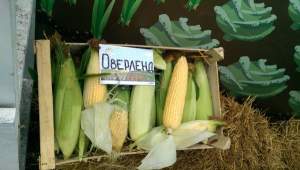 Кукуруза Оверленд сахарная 100 000 семян. (Syngenta) Кукуруза Оверленд сахарная 100 000 семян. (Syngenta)