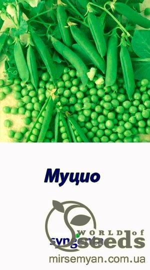 Горох Муцио 100 000 семян. (Syngenta) (18,6кг) Горох Муцио 100 000 семян. (Syngenta) (18,6кг)