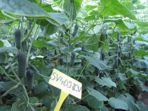 Огурец СВ 4097 F1 250 семян. (Seminis) Огурец СВ 4097 F1 250 семян. (Seminis)