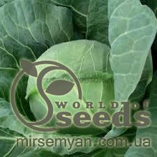 Капуста Катарина F1  2500 семян. (Bejo)