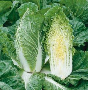 Капуста Ориент Стар F1 2500 семян. (Takii Seeds) Капуста Ориент Стар F1 2500 семян. (Takii Seeds)