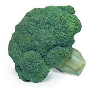Капуста брокколи Квинта F1 2500 семян. (Takii Seeds) Капуста брокколи Квинта F1 2500 семян. (Takii Seeds)
