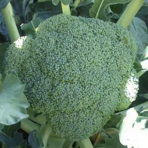 Капуста Брокколи TBR 508 (Громовой купол) F1 2500 семян. (Takii Seeds) Капуста Брокколи TBR 508 (Громовой купол) F1 2500 семян. (Takii Seeds)