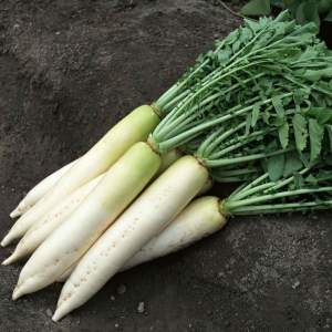 Редька ТИ 150 100 гр. (Takii Seeds) Редька ТИ 150 100 гр. (Takii Seeds)
