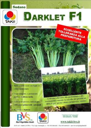Сельдерей черешковый Дарклет F1 10 000 семян. (Takii Seeds) Сельдерей черешковый Дарклет F1 10 000 семян. (Takii Seeds)