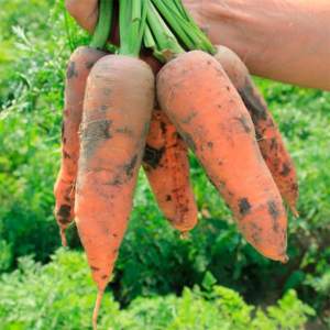 Морковь Танжерина F1 100 000 семян. (Takii Seeds) Морковь Танжерина F1 100 000 семян. (Takii Seeds)