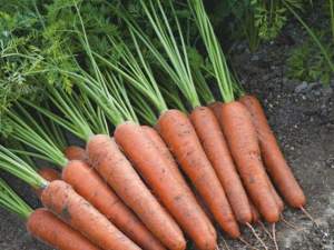 Морковь Аурантина F1 100 000 семян. (Takii Seeds) Морковь Аурантина F1 100 000 семян. (Takii Seeds)