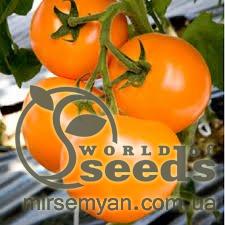 Помидоры желтые ТИ 169 ( Маматаро Голд) F1 250 семян. (Takii Seeds) Помидоры желтые ТИ 169 ( Маматаро Голд) F1 250 семян. (Takii Seeds)